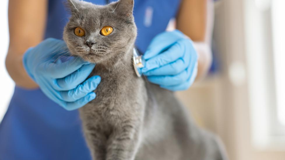A cat gets a check-up at their vet.